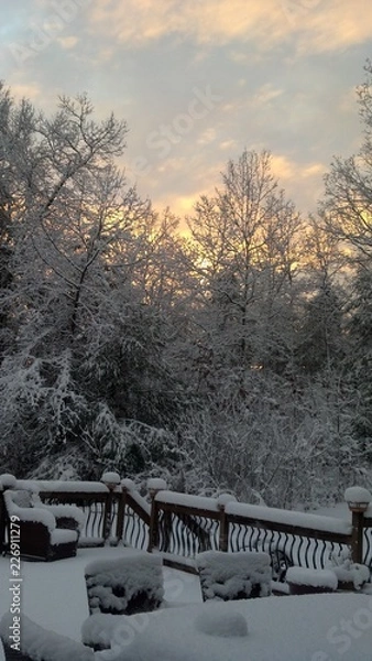 Fototapeta winter forest