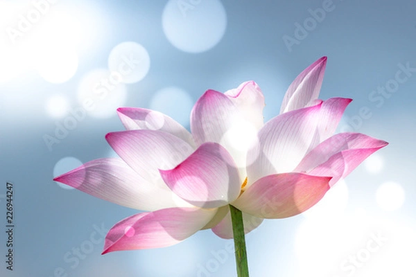 Fototapeta Pink lotus flower. Soft focused image with lotus flower and blur bokeh background.