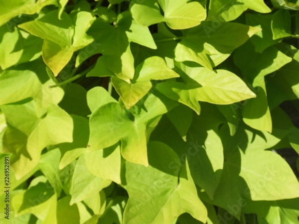 Obraz green leaves background