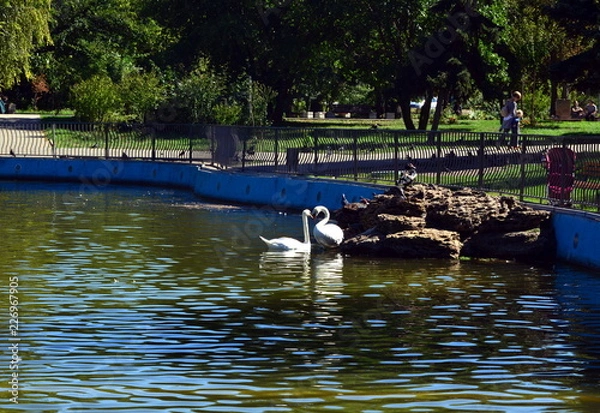 Fototapeta swans on an artificial pond in a recreation park