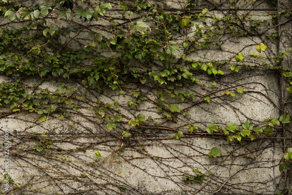 Obraz 植物が生い茂っている壁