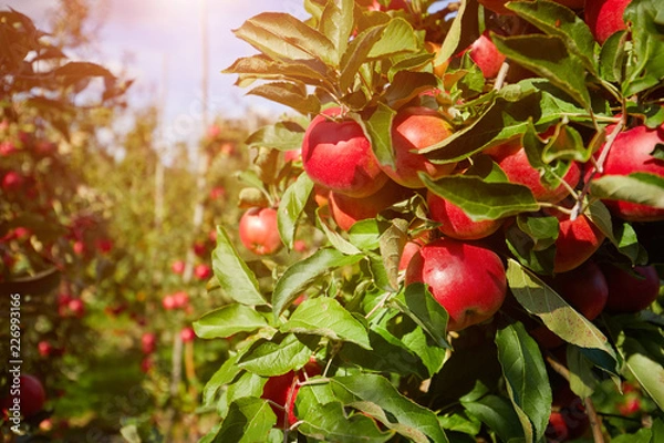 Fototapeta Shiny delicious apples hanging from a tree branch in an apple orchard