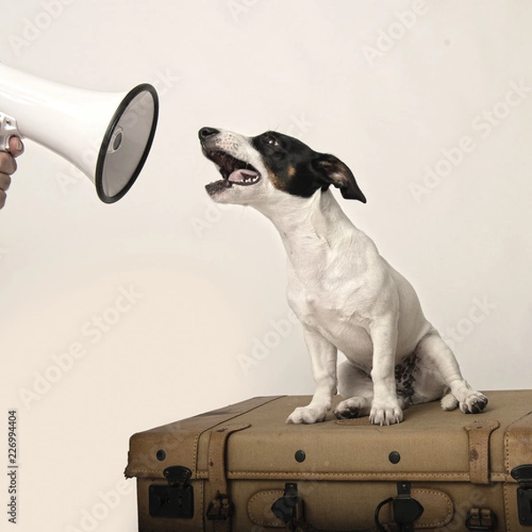 Fototapeta dog megaphone