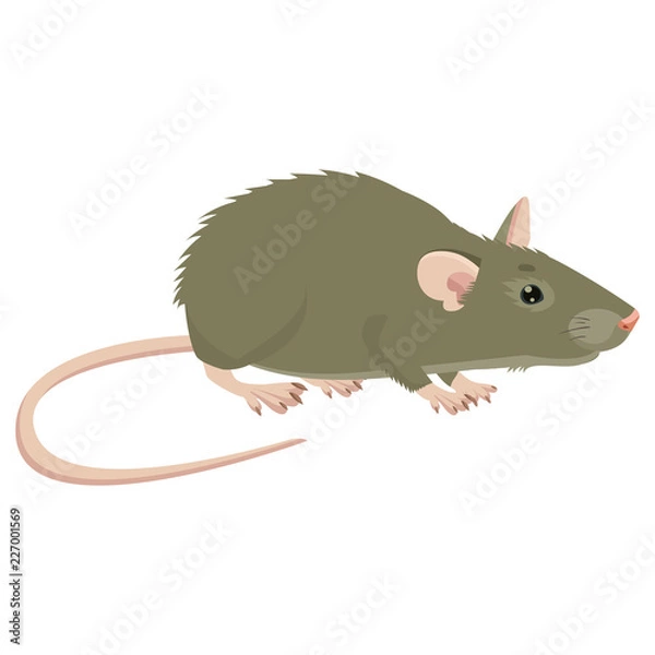 Fototapeta Mysz, Szczur Ilustracji Wektorowych Znak. Szczur Na Białym Tle. Choroba wektorowa szczurów. Szkodliwy gryzoń. House Mouse Vector Drawing.