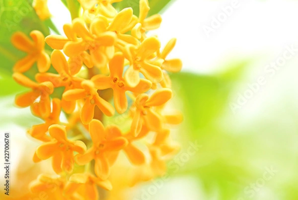 Obraz キンモクセイの花