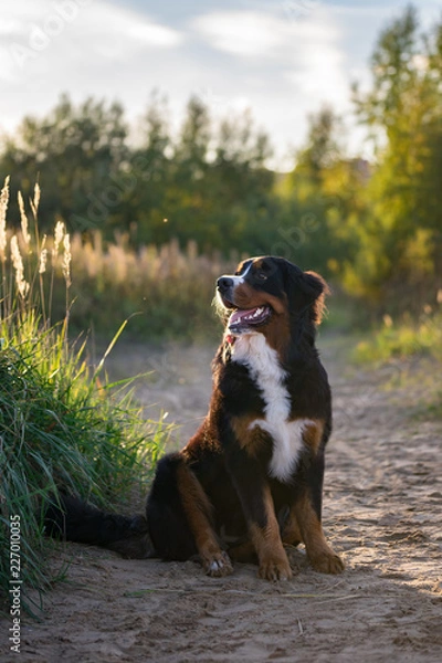 Fototapeta bernese mountain dog