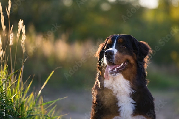 Fototapeta Bernese Mountain dog in the park