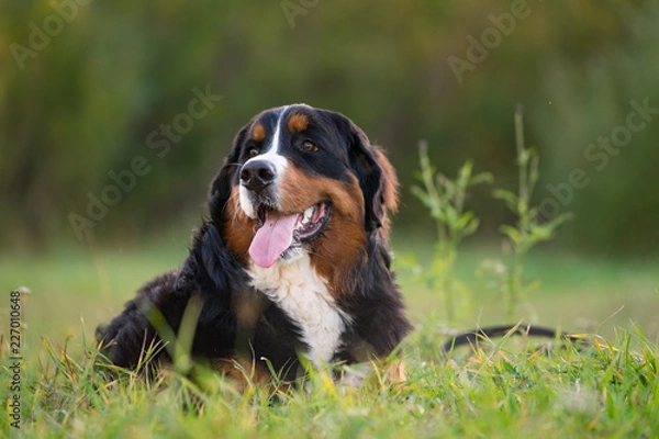 Fototapeta bernese mountain dog