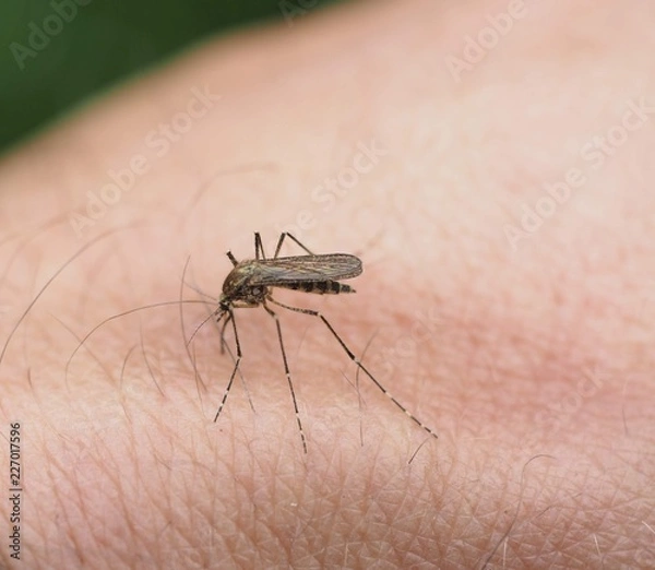 Obraz Stechmücke