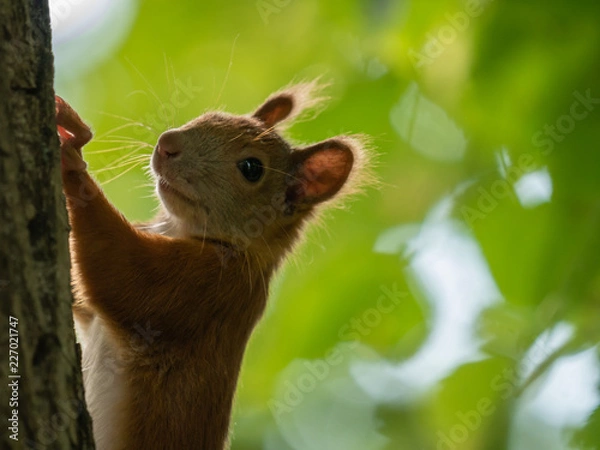Fototapeta Squirrel on the tree. Green tree in background.
