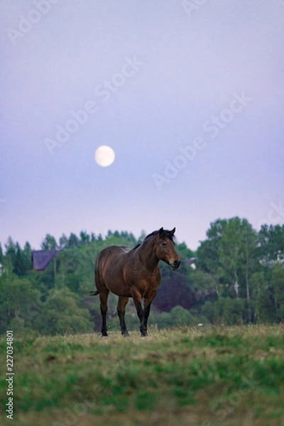 Obraz horse in the field