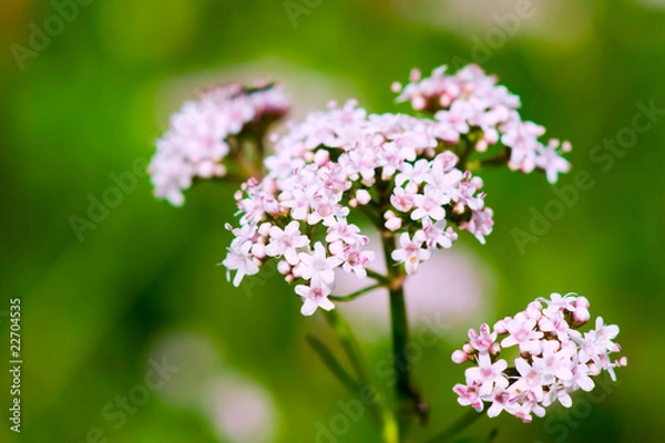 Obraz Valerian (officinalis)