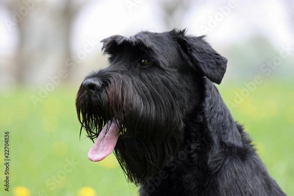 Obraz Riesenschnauzer