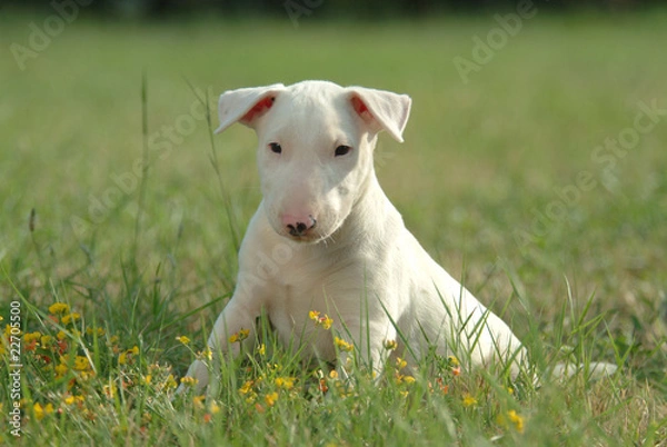 Obraz BULL TERRIER.
