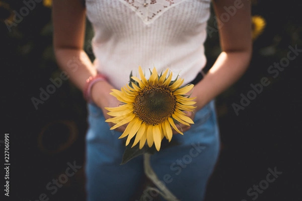 Fototapeta Detail sunflower
