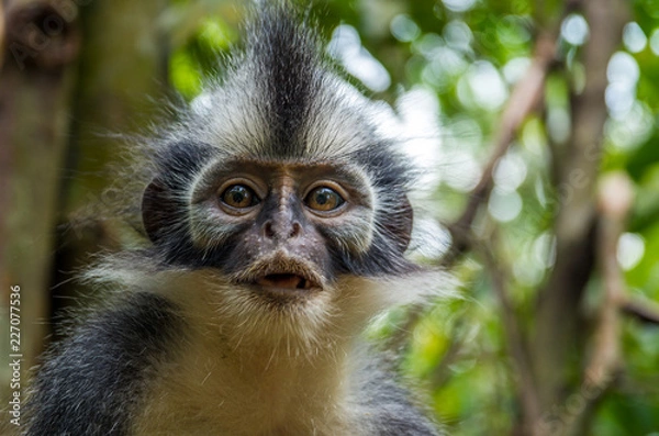 Fototapeta frecher Thomas-Langur