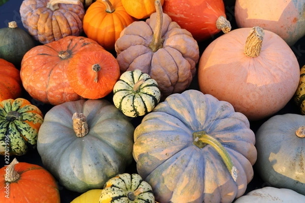 Obraz Pumpkins and  squash.