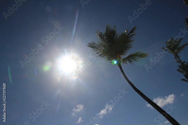 Obraz palm and beach