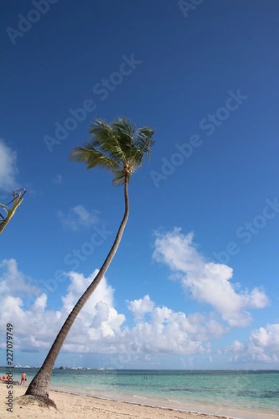 Obraz palm and beach