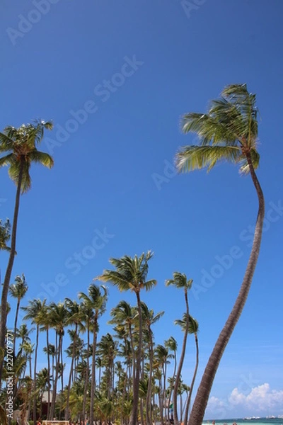 Obraz palm and beach