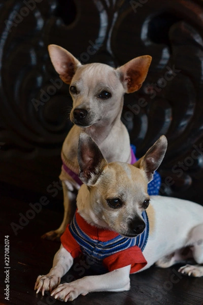 Fototapeta cute chihuahua puppies dressed in a lot of color