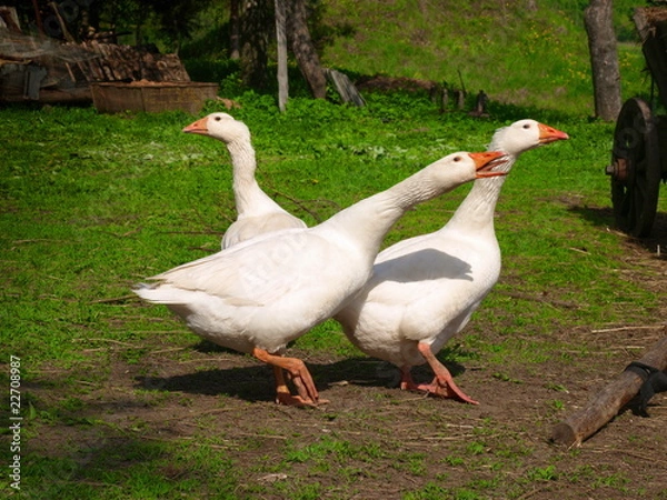 Obraz White gooses