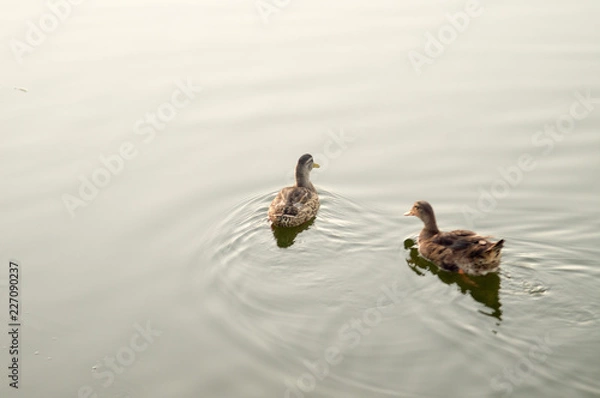 Obraz two ducks in a pond