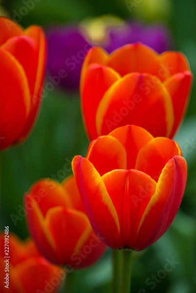 Obraz Garden with tulips