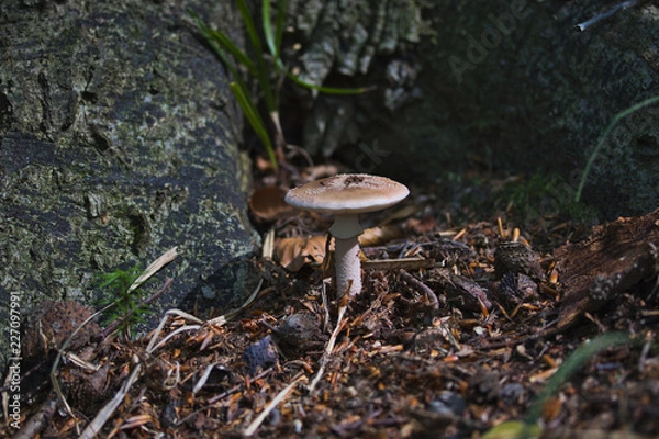 Obraz mushroom