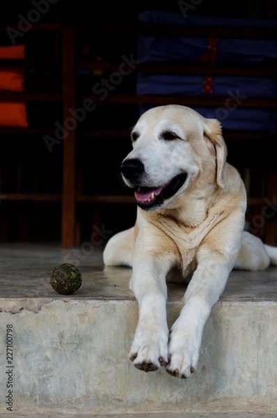 Obraz Yellow Labrador lay down on the concrete floor and waiting to play with black background for copy space.