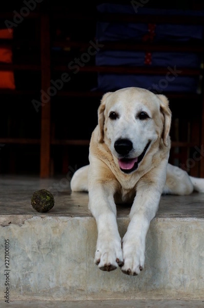 Obraz Yellow Labrador lay down on the concrete floor and waiting to play with black background for copy space.