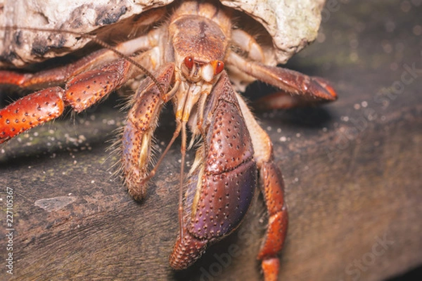Fototapeta Mutiger Fluskrebs