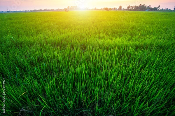 Fototapeta Beautiful green cornfield with sunset sky background.