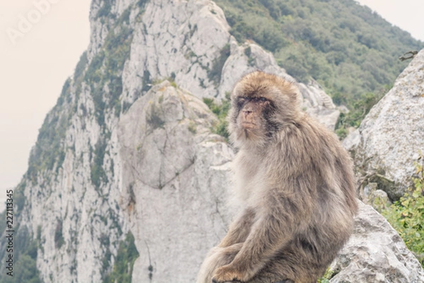 Fototapeta Affenauszeit