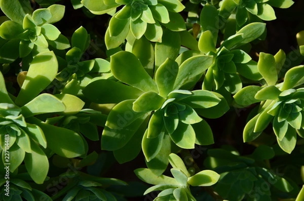 Obraz cactus (succulentes)