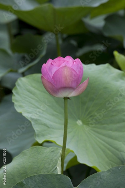 Fototapeta 縦位置のつぼみの蓮