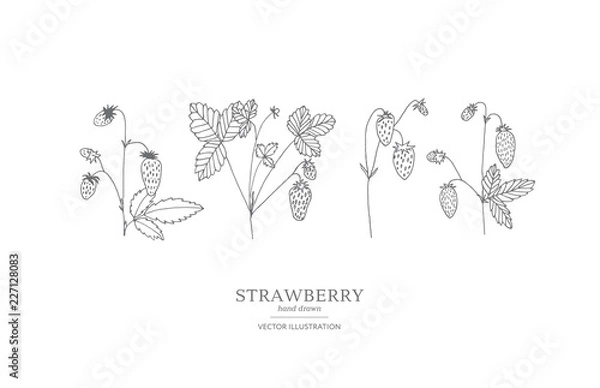 Obraz Hand drawn strawberry set.