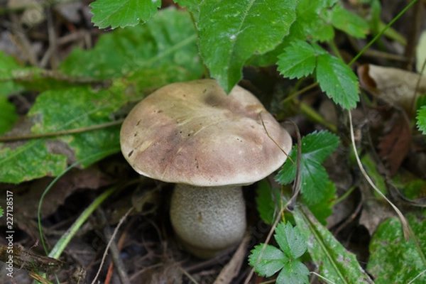 Fototapeta Осенний лес