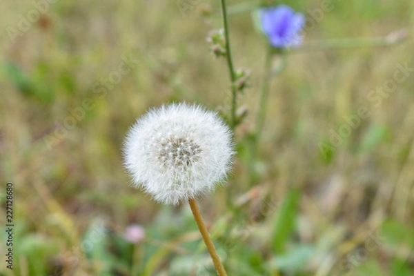 Fototapeta Осенний лес
