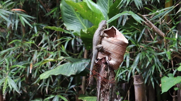 Obraz Réptil, lagarto subindo