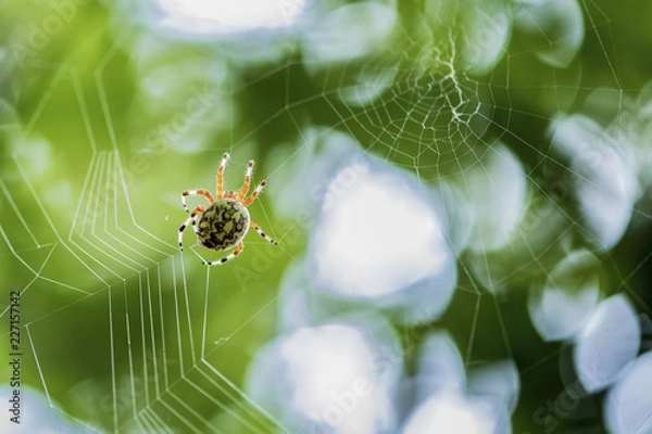 Obraz Orb weaver spider.