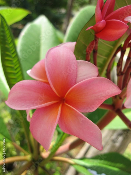 Obraz Fleur de frangipanier