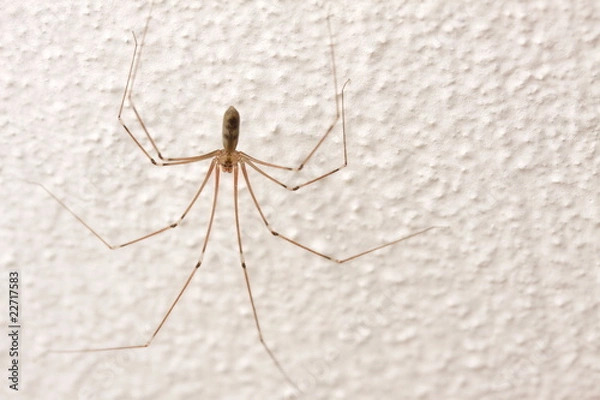 Obraz long legged spider