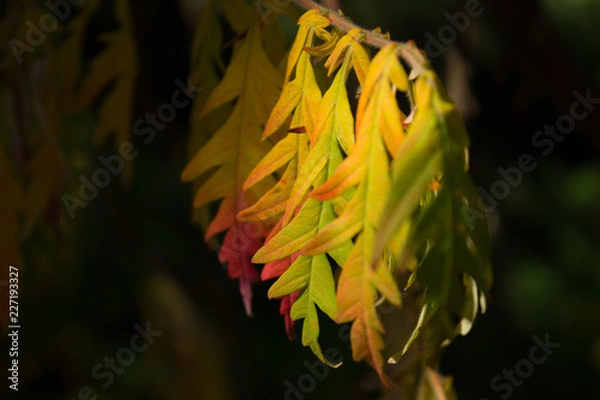 Obraz leaves multicolored