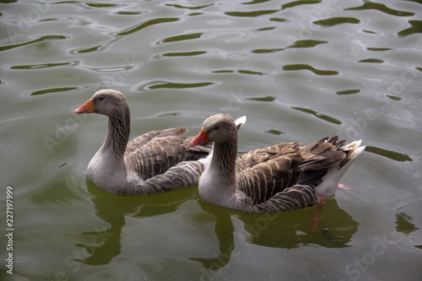 Fototapeta two ducks on a pond