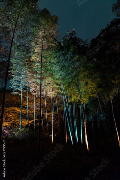 Obraz forest at night