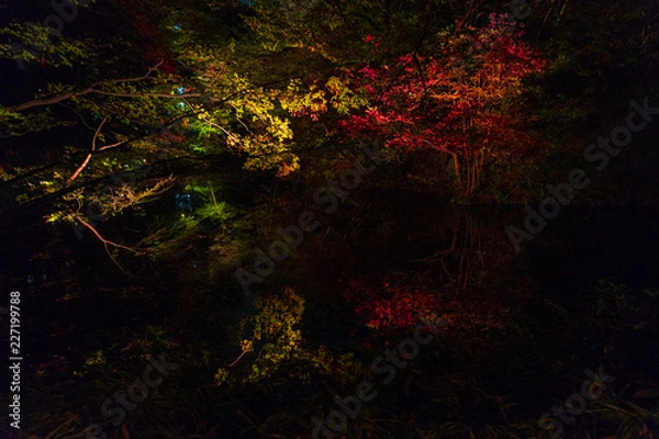 Obraz forest in the night