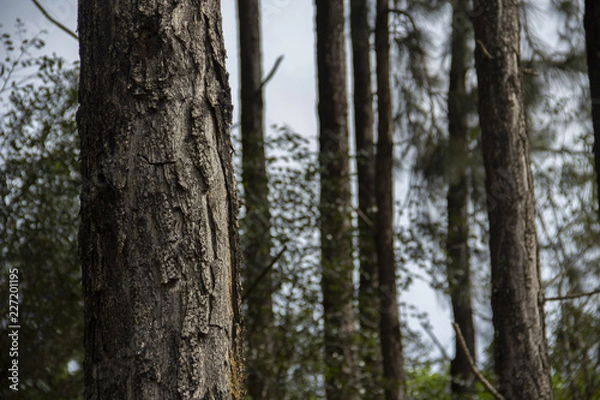 Fototapeta tree in the forest