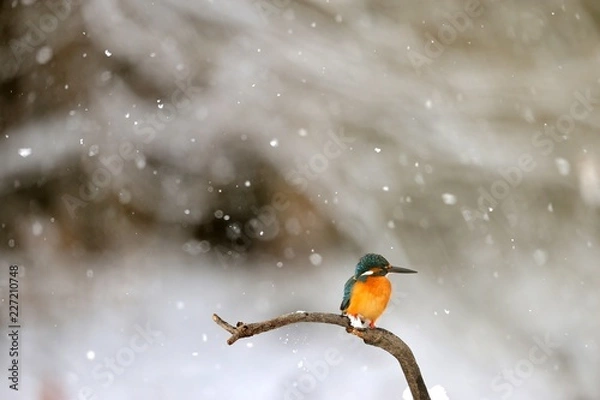 Fototapeta カワセミ./雪が降る中のカワセミです.
