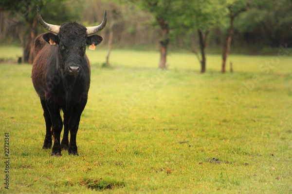 Fototapeta élevage de taureaux